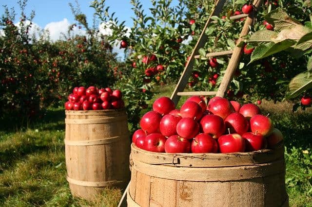 Blockchain and Agriculture: Trace Firm apples based in Singapore via Blockchain