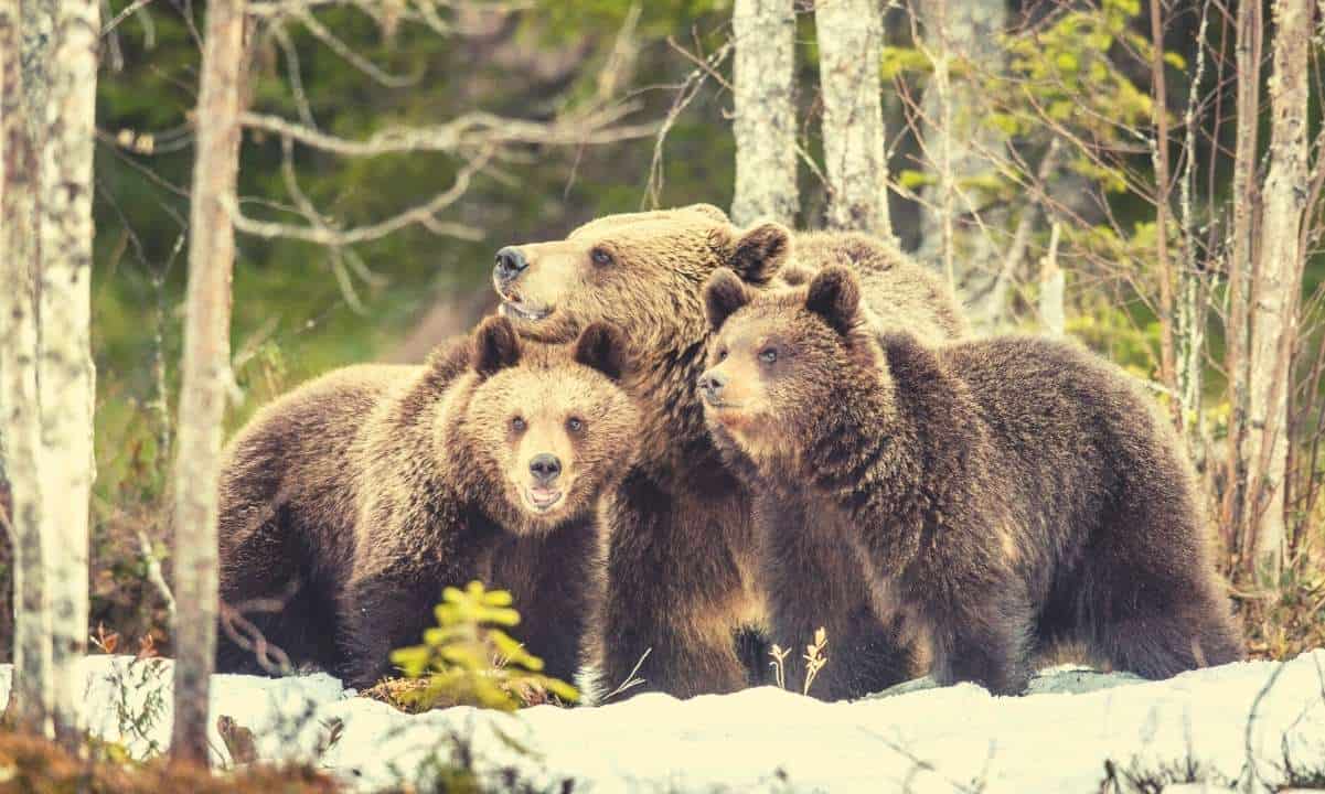 bears_cover
