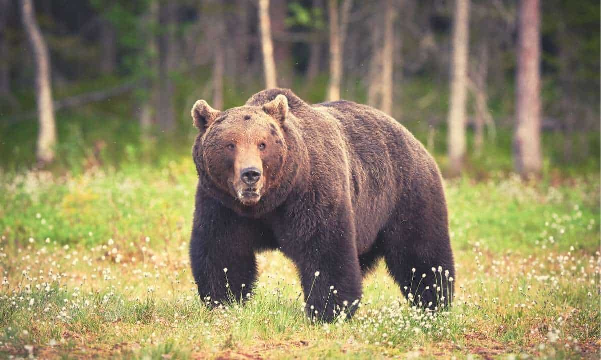 Cardano’s Charles Hoskinson: We Are in a Bear Market