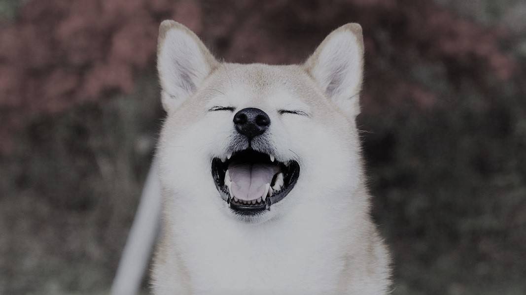 Shiba Inu Is The Most Popular Starter Crypto: Nansen