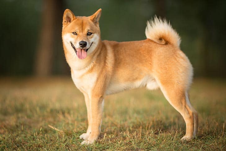 Shiba Inu Bread. Source: ABK