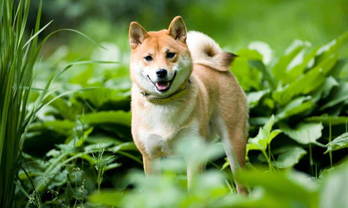 Shiba Inu S Wallet Addresses Surge By Over 9 In Two Weeks