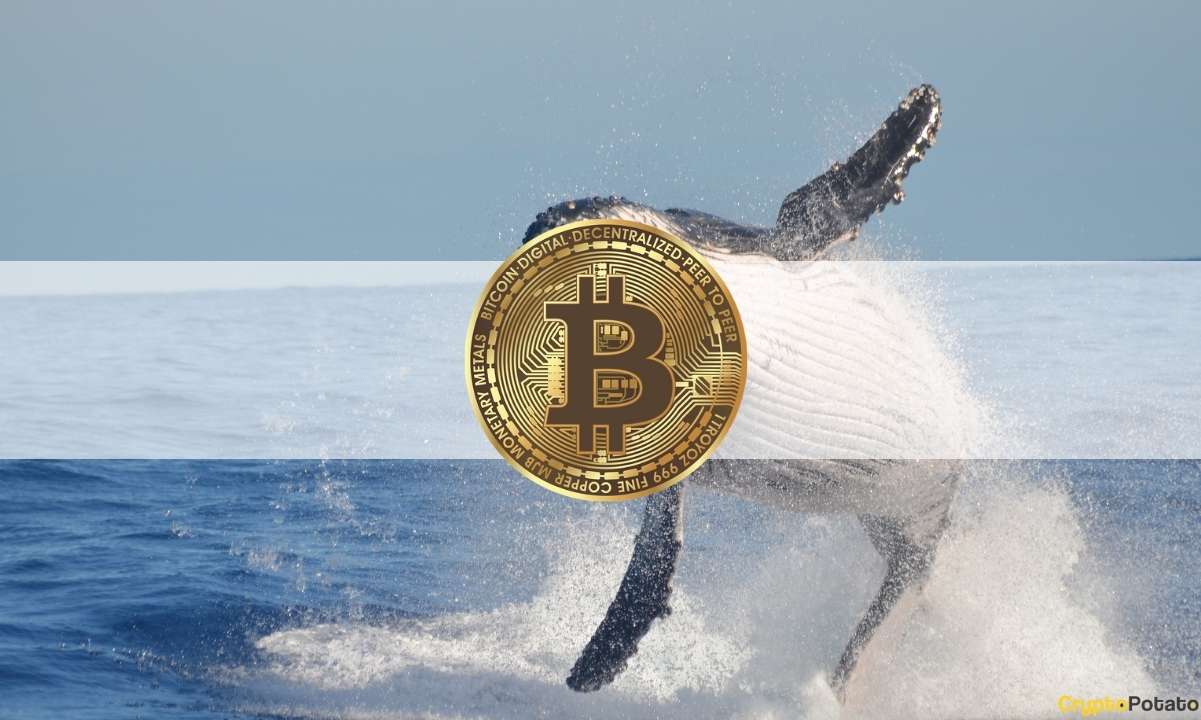 Bitcoin Whales, Sharks ‘Handsomely Rewarded’ After Grayscale’s Victory Against SEC: Data