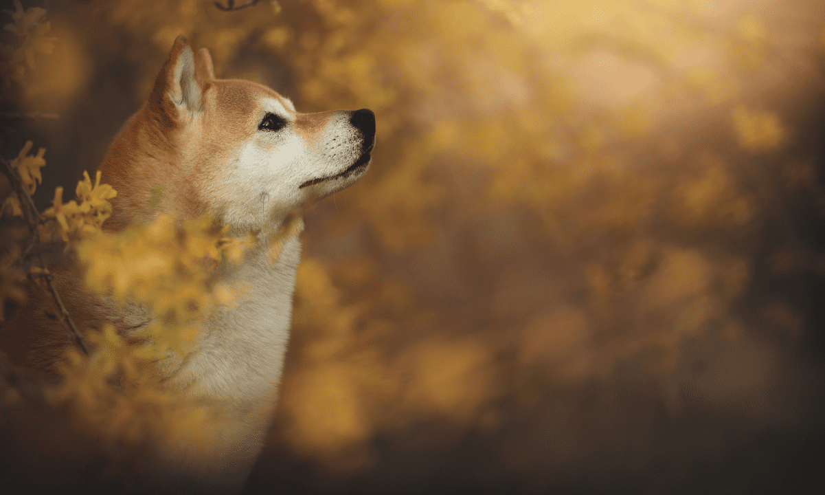 What You Need to Know About Shiba Inu’s Shibarium Relaunch and Testing