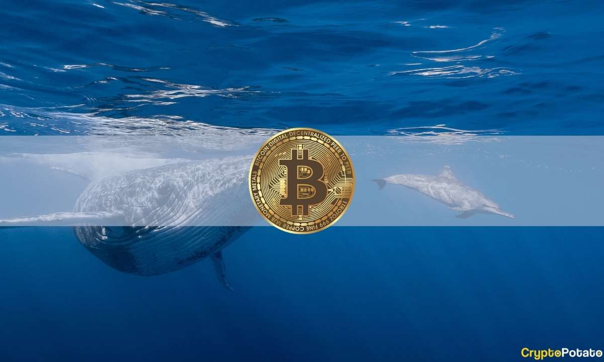 Bitcoin Whales Amassed .3 Billion Worth of BTC in 5 Weeks: Data