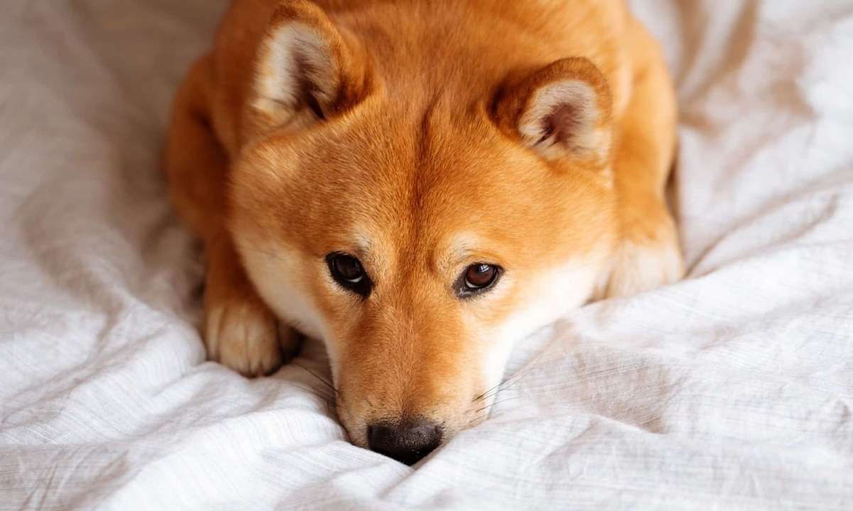 Nobody Cares About Shiba Inu (SHIB) Anymore, And There’s a Reason For It (Opinion)
