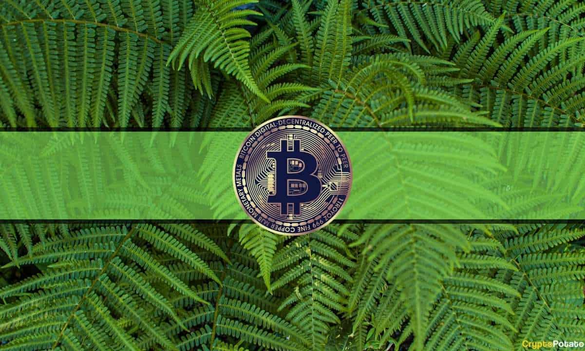 bitcoin green cover Green Market Watch: Bitcoin Rebounds $5K, Cardano and Polkadot Recover 25%