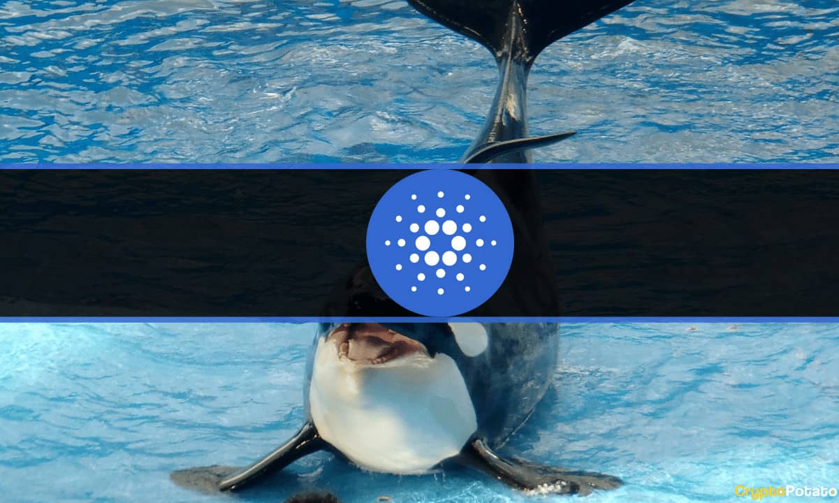 Accumulating Cardano (ADA) Ahead of Vasil Upgrade: Sharks Added M, Whales Stopped Selling
