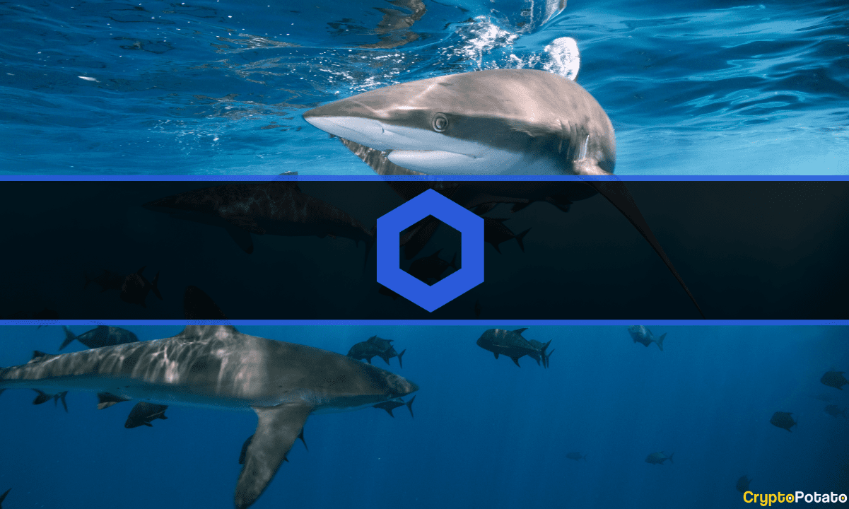 Chainlink Sharks Accumulate $9.6M Worth of LINK in 3 days: Data