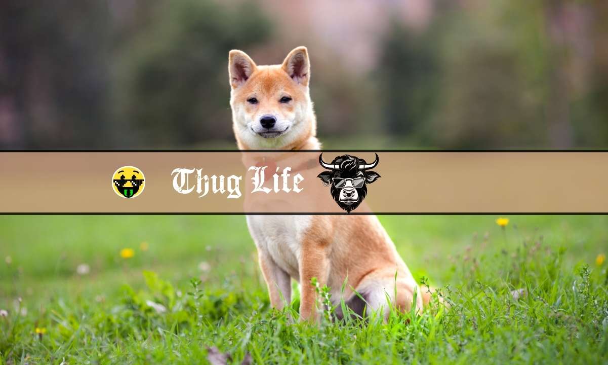 How High Can Shiba Inu Price Go?  Are These New Low Market Cap Meme Coins a Better Alternative?