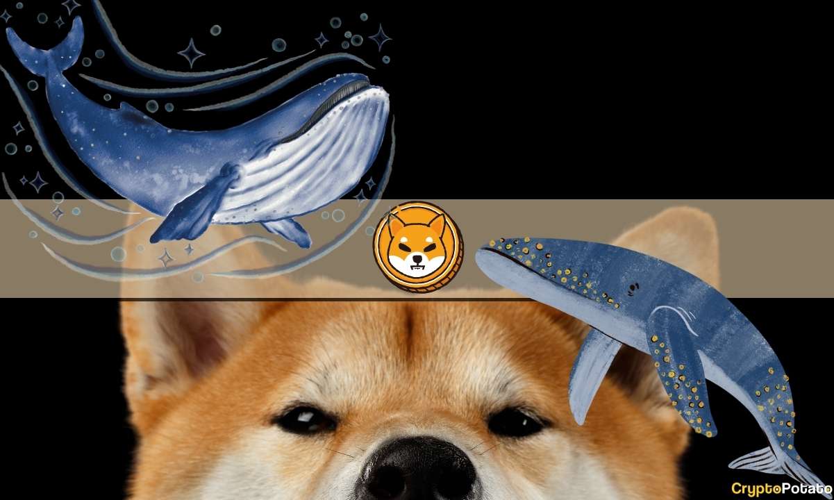 Why Are SHIB Whales Accumulating Trillions of Shiba Inu Tokens Now?