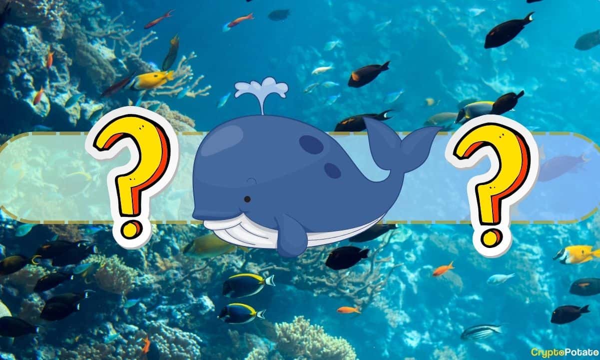 XRP, ETH, or BTC – What Do Whales Withdraw From Binance Amid Latest Rally? (Data)