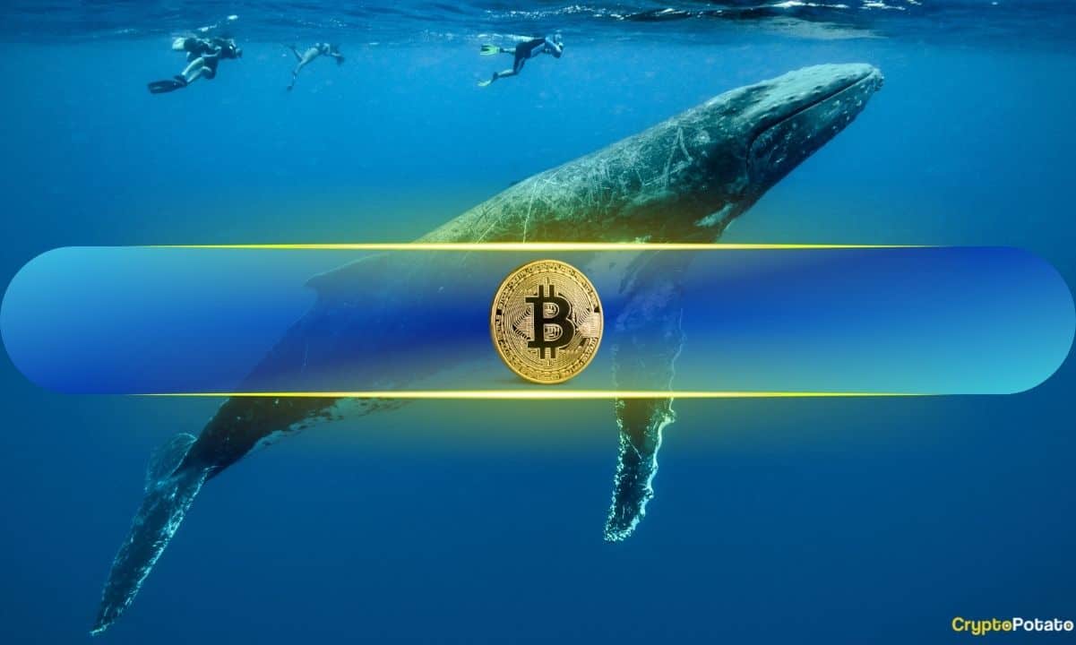 Bitcoin Whale New