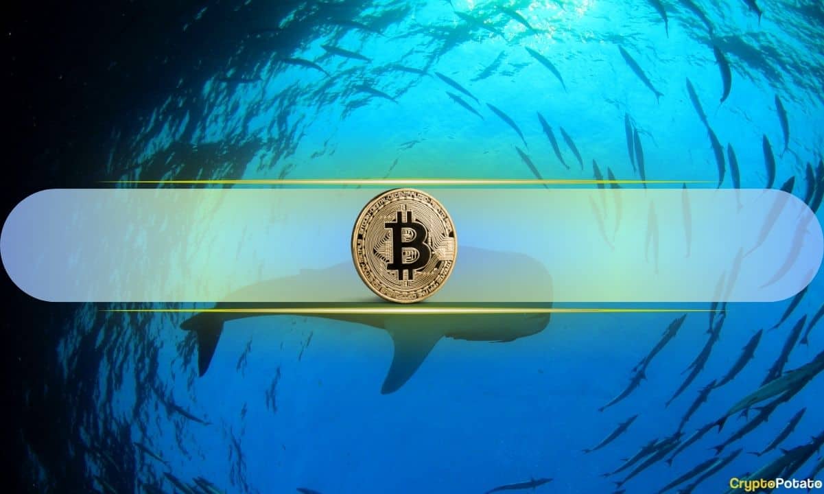 Bitcoin’s Bull Run Fallout as Whales and Sharks Unleash Selling Spree: CryptoQuant