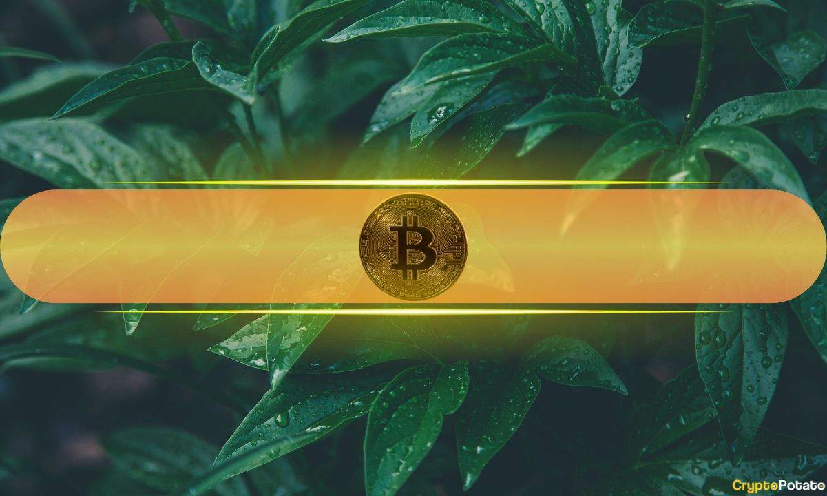 bitcoin green cover 2