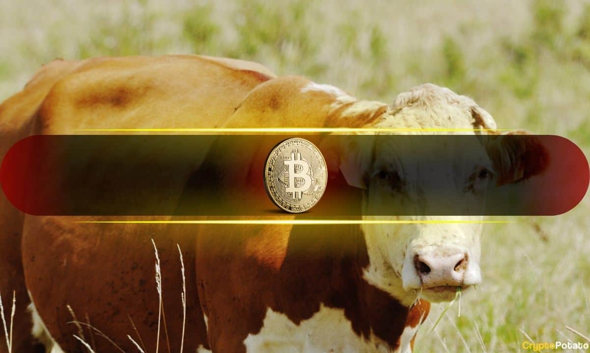 Bitcoin Bull