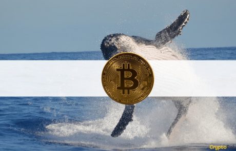 Back Again: 3rd Largest Bitcoin Whale Swallows Another $24M Worth of BTC During the Dip