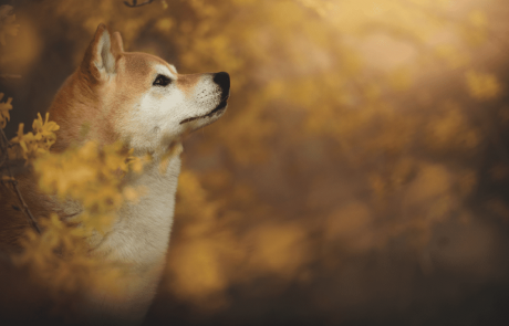 3 Things You Need to Know About Shiba Inu’s New Tokens