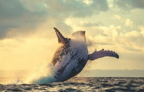 Solend Whale Moves $25M to Another Platform Despite Canceled Plans to Seize Their Wallet