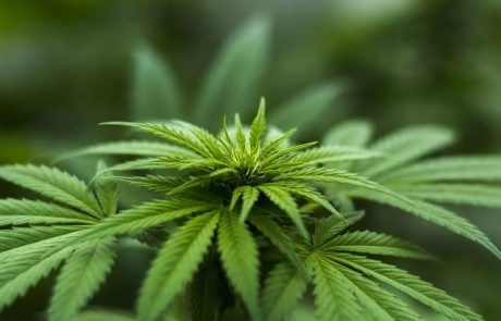 Cronos Group (CRON) Tumbles 10% After Missing Sales Estimates: 2019 Is Not (Yet) The Cannabis Year