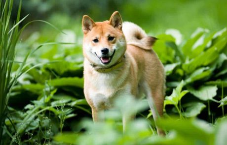 There Are Now 1 Million Shiba Inu Holders, Despite SHIB’s 50% Monthly Drop