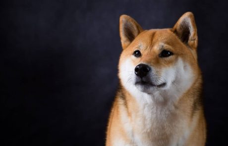 The Founder of Dogecoin Reveals His DOGE Holdings