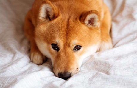 Shiba Inu (SHIB) Team Launches Beta Version of Doggy DAO